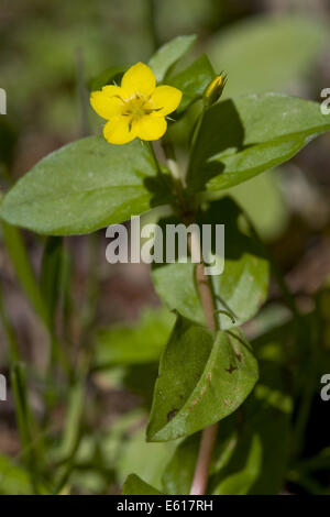 yellow pimpernel, lysimachia nemorum Stock Photo