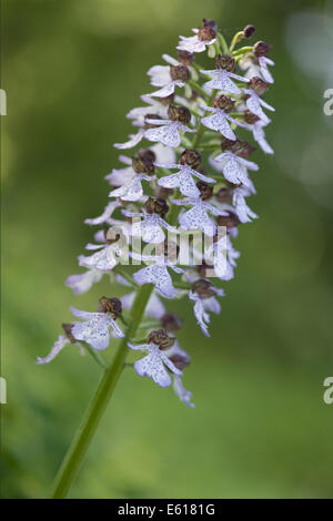 lady orchid, orchis purpurea Stock Photo