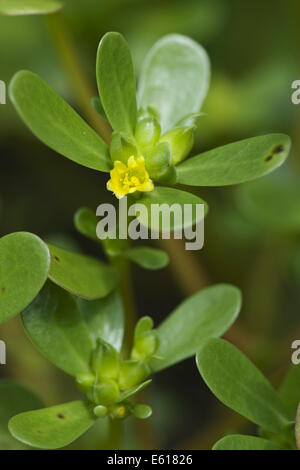 common purslane, portulaca oleracea Stock Photo