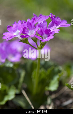 stinking primrose, primula hirsuta Stock Photo