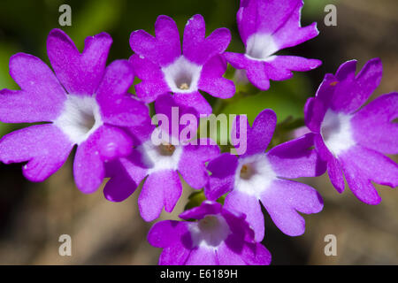 stinking primrose, primula hirsuta Stock Photo