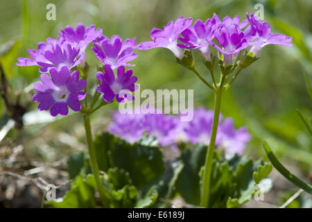 stinking primrose, primula hirsuta Stock Photo