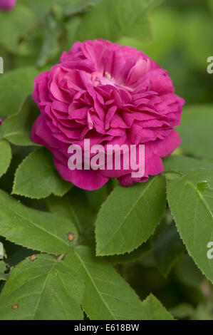 damask rose, rosa damascena Stock Photo