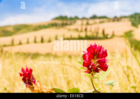 red flower on a field in tuscany with a slighty defocused winding road in the background in crete senesi Tuscany, Italy