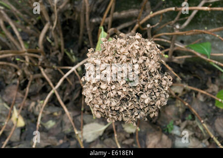 Hortensia in winter Stock Photo