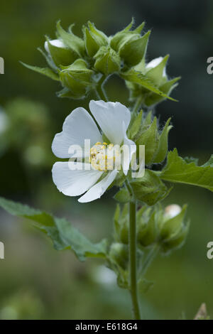 marshmallow, althaea officinalis Stock Photo