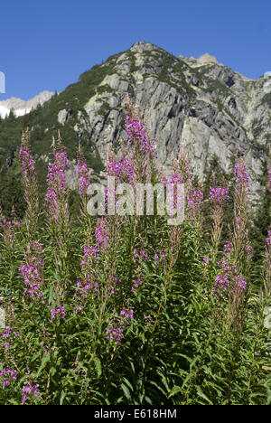 rosebay willowherb, epilobium angustifolium Stock Photo