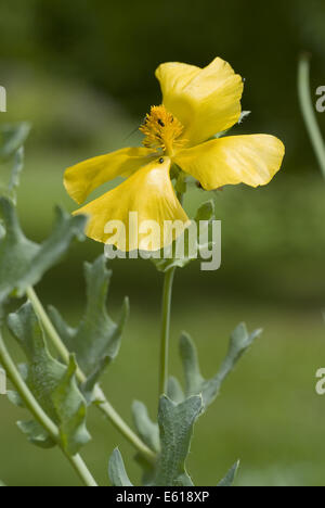 yellow horned poppy, glaucium flavum Stock Photo