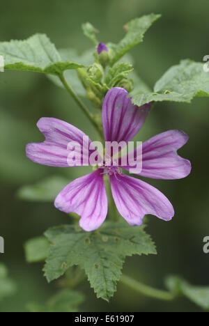 common mallow, malva sylvestris Stock Photo