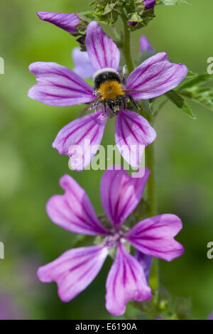 common mallow, malva sylvestris ssp. sylvestris Stock Photo