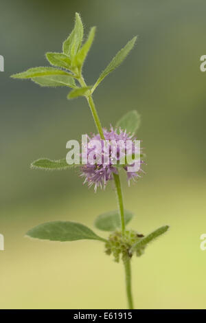 field mint, mentha arvensis Stock Photo