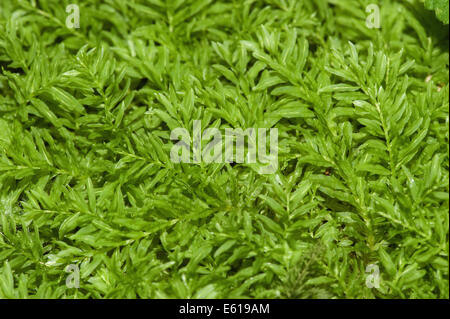 hart's-tongue thyme moss, plagiomnium undulatum Stock Photo