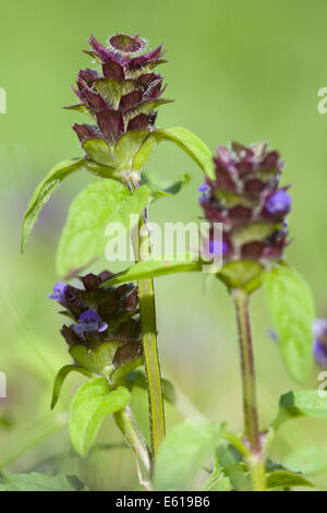 common self-heal, prunella vulgaris Stock Photo