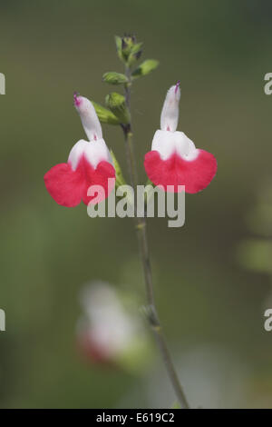 baby sage, salvia microphylla var. hot lips Stock Photo