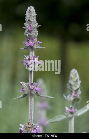 downy woundwort, stachys germanica Stock Photo