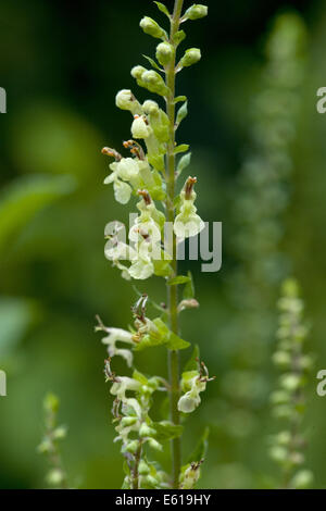 woodland germander, teucrium scorodonia Stock Photo