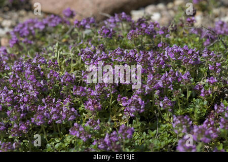 arctic thyme, thymus praecox ssp. arcticus Stock Photo