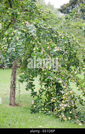 Apple tree branch broken under weight of fruit Stock Photo