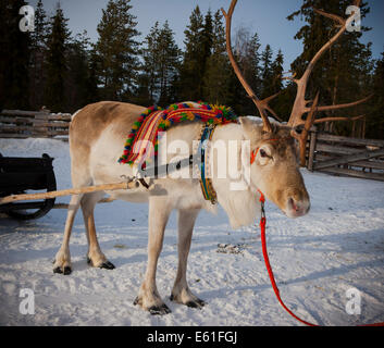 A reindeer with antlers with a colourful harness attached to a sled standing in the snow on a sunny day in Lapland Stock Photo