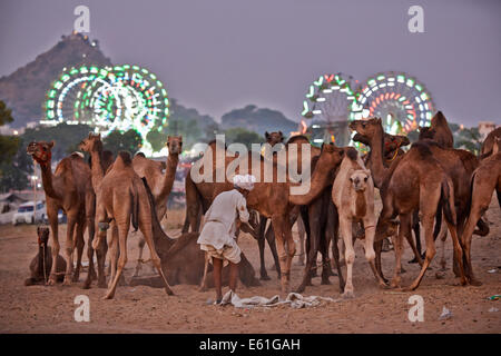camels in front of the ferris wheels of the fairground at the camel and livestock fair Pushkar Mela, Pushkar, Rajasthan, India Stock Photo
