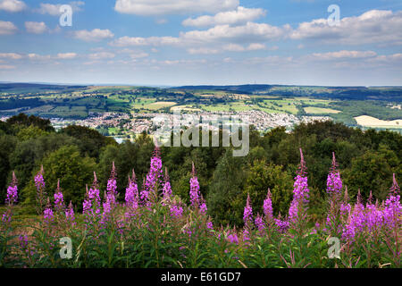 Rosebay Willow Herb along the Dales Way overlooking Otley and Wharfedale from The Chevin West Yorkshire England Stock Photo