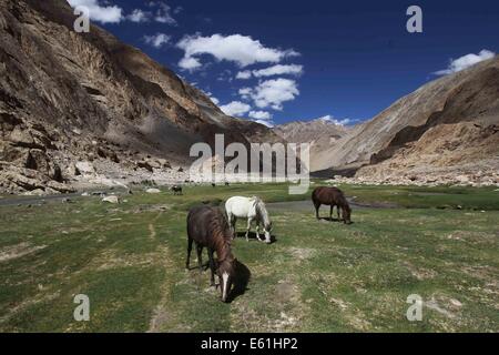 Leh. 10th Aug, 2014. Photo taken on Aug. 10, 2014 shows horses grazing in a valley near Changla pass in Ladakh, about 520 km from Srinagar, summer capital of Indian-controlled Kashmir. Ladakh is located at a high-altitude desert in one of the world's highest inhabited plateau region in Indian-controlled Kashmir. It is a hot tourist destination for both domestic and foreign travellers. © Javed Dar/Xinhua/Alamy Live News Stock Photo