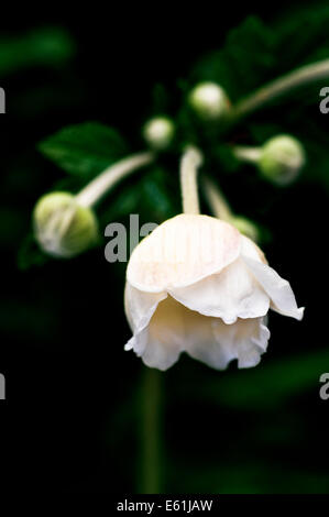 Anemone hybrida Honorine Jobert.Japanese white flower anemone. Stock Photo