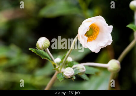 Anemone hybrida Honorine Jobert.Japanese white flower anemone. Stock Photo