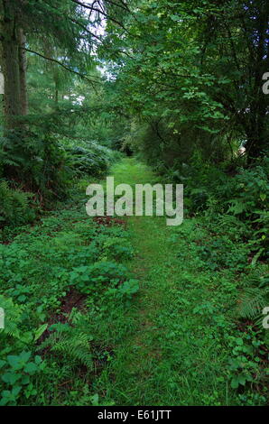 Open path through woods Stock Photo