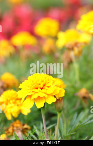 Yellow marigold close up. Shallow DOF! Stock Photo