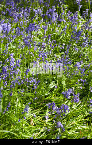 Close shot of bluebells in a meadow on a bright, sunny day in Surrey, England Stock Photo