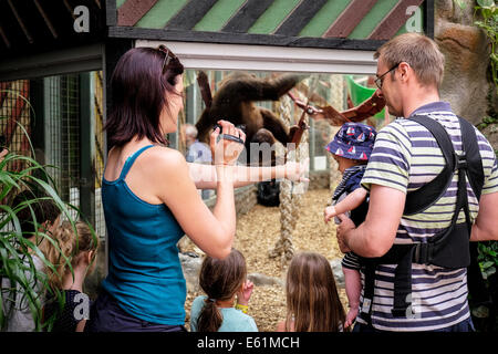 People looking at animals in a zoo. Stock Photo