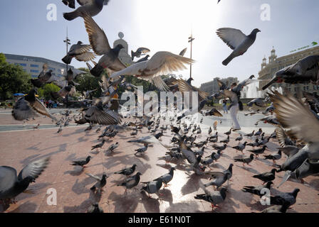 swarm of pigeons at Placa de Catalunya, Barcelona, Spain Stock Photo