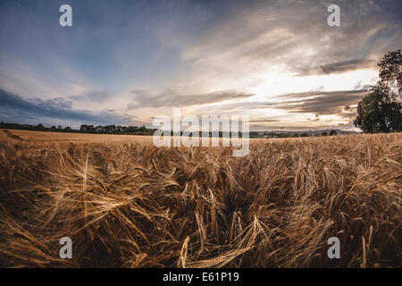 Barley field in summer sunset ready for harvest Stock Photo