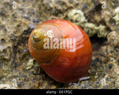 Bright red periwinkle  (Littorina littorea) shell on brown rock Stock Photo