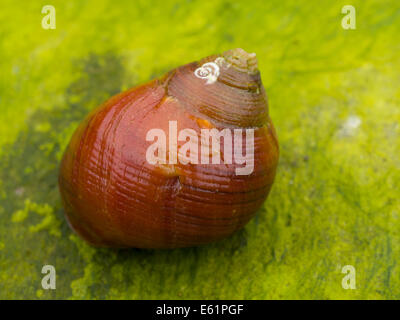 Bright red periwinkle (Littorina littorea) on green seaweed covered rock Stock Photo