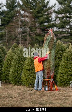 Man prepares freshly cut Christmas tree for customer, New Jersey, USA Stock Photo