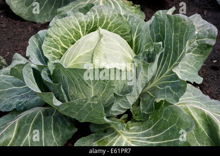Cabbage 'Samarsh' growing in soil Stock Photo