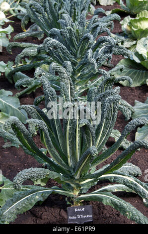 Kale Nero Di Toscana growing in soil with a label showing Kale Nero Di Tuscani (sic.)