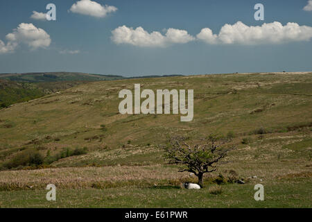 A sheep sheltering under a lone tree on Dartmoor in the summer Stock Photo