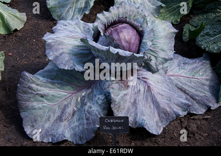 Cabbage 'Red Jewel' growing in soil Stock Photo