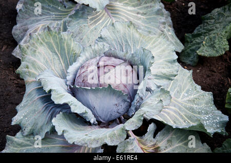 Cabbage Romanov growing in soil Stock Photo