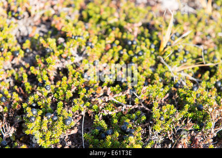 Wild black crowberries on Empetrum nigrum bush in Greenland with ripe fruits Stock Photo