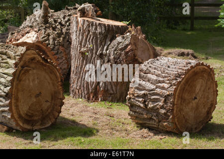 Black Poplar (Populus nigra). Cross sections of a recently fallen trunk showing deeply fissured and ridged bark. Stock Photo