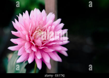 Close-up of pink flower Stock Photo