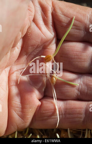 Wheat. Sprouting - previously soaked in water, germinating Seeds, resting on a hand. Stock Photo