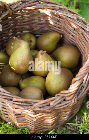 Beurre Hardy Pears in Basket Stock Photo