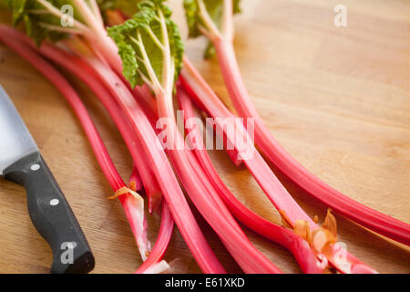 Just harvested Champagne rhubarb Stock Photo