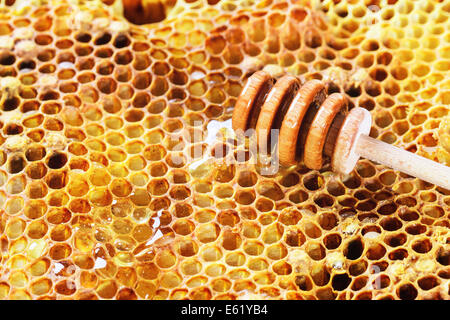 Honeycombs with honey and wooden honey dipper Stock Photo