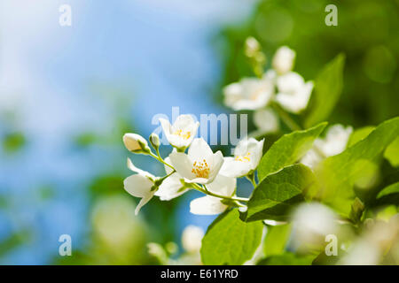 Beautiful fresh jasmine flowers in the garden, macro photography Stock Photo